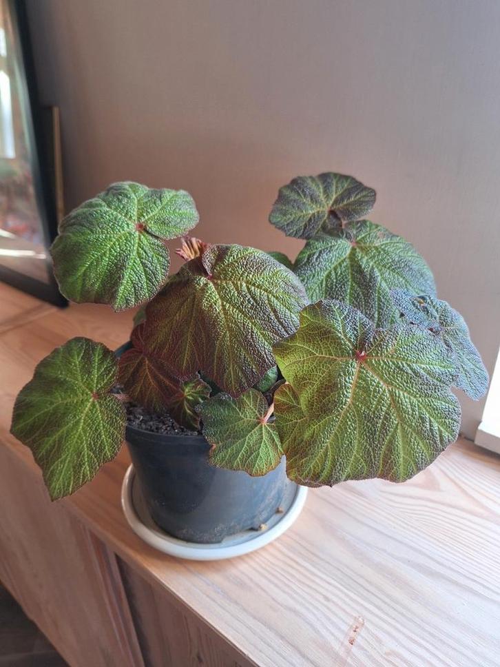 begonia, Huis en Inrichting, Kamerplanten, Overige soorten, Minder dan 100 cm, Groene kamerplant, Halfschaduw, In pot, Ophalen
