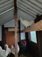 Jonge legkippen, Dieren en Toebehoren, Pluimvee, Vrouwelijk, Kip