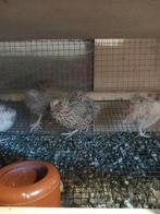 Celadon japanse kwartels, Dieren en Toebehoren, Meerdere dieren, Overige soorten