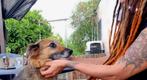 HzH-MIMI, knap klein herder dametje zoekt lieve baasjes, 6 jaar of ouder, Particulier, Rabiës (hondsdolheid), Buitenland