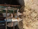 Jonge geiten, Dieren en Toebehoren, Vrouwelijk