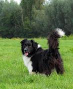 Herplaatsing: Aslan is opnieuw opzoek naar baasje, Dieren en Toebehoren, Eén hond, 3 tot 5 jaar, Nederland, Particulier