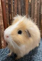 Cavia beer Rustie, castraat, Mannelijk, Cavia, Voor 1 juli 2024, Tam