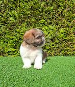 Zeer mooie speelse boomer pup., Dieren en Toebehoren, Honden | Chihuahua's en Gezelschapshonden, Overige rassen, CDV (hondenziekte)