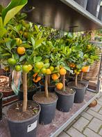 Kumquat | Callamondin | Limoen citrusboompjes, Ophalen, Lente