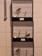 Zebravinken grijs, Meerdere dieren, Geringd