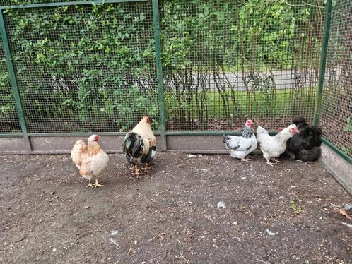 Prachtig groepje kippen krielen zijdehoen Java kriel wyandot, Dieren en Toebehoren, Pluimvee, Kip, Vrouwelijk