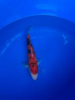 Sanke 30 cm, Dieren en Toebehoren, Vissen | Vijvervissen, Karper of Koi