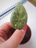 Alocasia Maharani Aurea, Huis en Inrichting, Kamerplanten, Ophalen of Verzenden, Overige soorten, Minder dan 100 cm