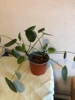 Pannenkoekplantje, Ophalen, Halfschaduw, Minder dan 100 cm