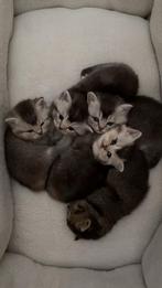 Britse korthaar kittens, Meerdere dieren, Kortharig, 0 tot 2 jaar