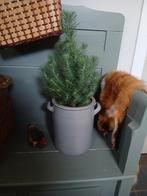 Gave grote grespot, Antiek en Kunst, Ophalen of Verzenden