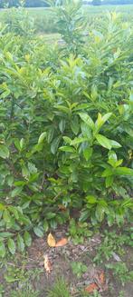 Prunus laurocerasus 'Novita', Ophalen, Laurier