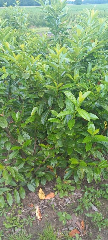 Prunus laurocerasus 'Novita' beschikbaar voor biedingen
