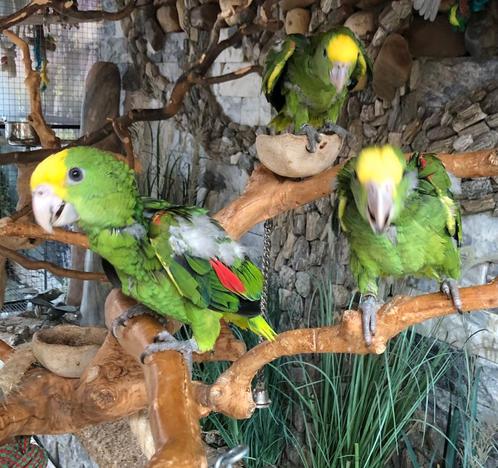Tamme baby Dubbele Geelkop amazones met DNA en getest op all, Dieren en Toebehoren, Vogels | Parkieten en Papegaaien, Papegaai