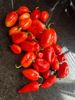 Biologische Habanero/Adjuma Pepers Mix – Rood - 5 EUR, Ophalen of Verzenden
