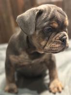 Prachtige hybrid bulldog pups sociaal en huiselijk, Parvo, 8 tot 15 weken, Bulldog, Meerdere