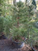 mammoetboom verschillende lengtes, Tuin en Terras, Planten | Bomen, Bloeit niet, Overige soorten, 100 tot 250 cm, Ophalen