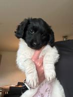 Friese stabij pups, Dieren en Toebehoren, Honden | Niet-rashonden, Rabiës (hondsdolheid), 8 tot 15 weken, Teef, Eén hond