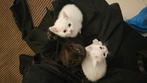 Kitten, Dieren en Toebehoren, Katten en Kittens | Raskatten | Korthaar, Kater, 0 tot 2 jaar