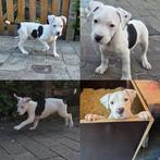 American bully xl pup laatste van het nest, Dieren en Toebehoren, Honden | Bulldogs, Pinschers en Molossers, Overige rassen, 8 tot 15 weken