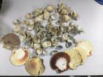Partij schelpen hobby decoratie knutselen, Ophalen of Verzenden, Zo goed als nieuw, Materiaal