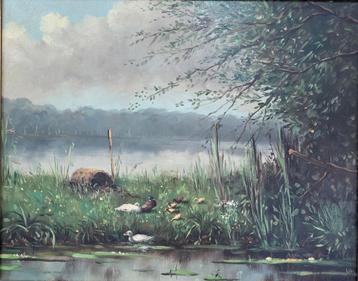 Eenden aan de oever van het meer beschikbaar voor biedingen