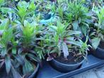 vaste tuinplanten, Overige soorten, Vaste plant, Ophalen of Verzenden, Halfschaduw