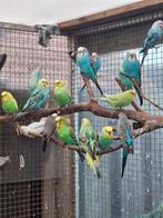 Diverse grasparkieten nog 3 koppels, Meerdere dieren, Parkiet