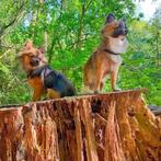 Prachtig schattige langharige pupjes, Dieren en Toebehoren, Reu, CDV (hondenziekte), 8 tot 15 weken, Meerdere