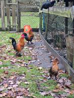 Sabelpootkrielen, Dieren en Toebehoren, Pluimvee, Mannelijk, Kip