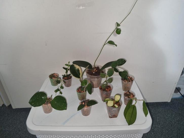 Hoya pakket 10x voor €25, Huis en Inrichting, Kamerplanten, Minder dan 100 cm, Halfschaduw, Ophalen of Verzenden