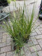 Pennisetum Hameln - Lampenpoetsersgras, Tuin en Terras, Planten | Tuinplanten, Ophalen, Volle zon, Vaste plant, Siergrassen