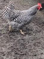 Kruising Amrock x groenlegger, mooie grote broedeieren, Dieren en Toebehoren, Pluimvee, Geslacht onbekend, Kip
