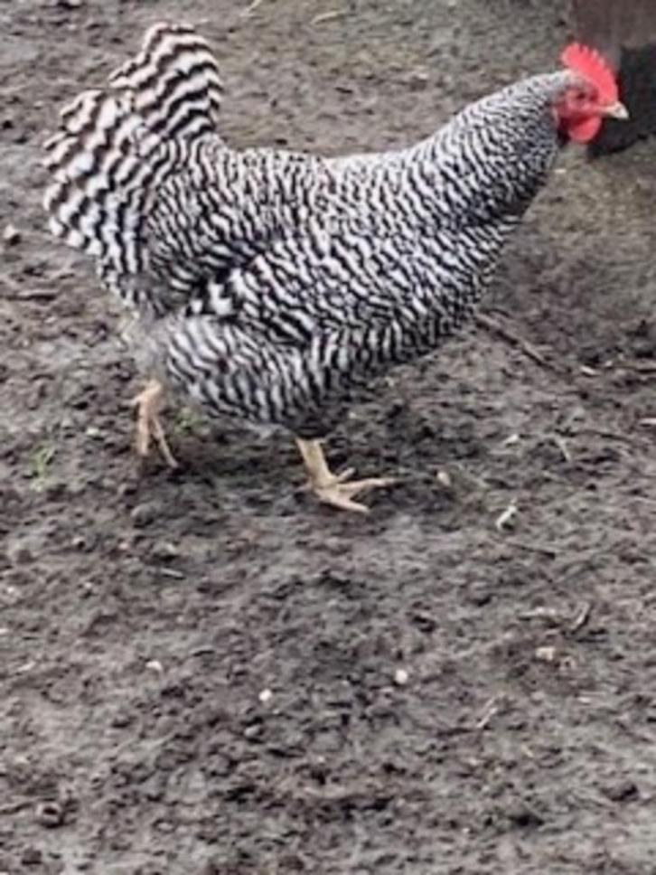 Kruising Amrock x groenlegger, mooie grote broedeieren, Dieren en Toebehoren, Pluimvee, Kip, Geslacht onbekend