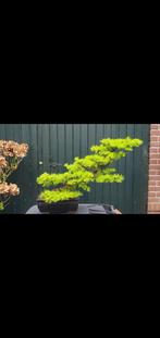 Bonsai Lariks kaempferi, Tuin en Terras, Planten | Bomen, Ophalen, Halfschaduw, Overige soorten, Lente
