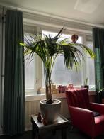 Kamerpalmboom, Huis en Inrichting, Kamerplanten, Palm, 150 tot 200 cm, Halfschaduw, Ophalen