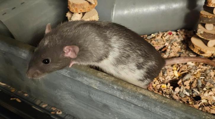 Tamme ratjes, dames, Dieren en Toebehoren, Knaagdieren, Vrouwelijk, Rat, Oktober, Tam