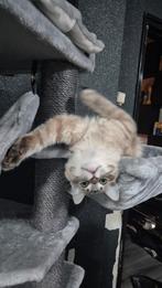 Ragdoll katertje, Dieren en Toebehoren, Katten en Kittens | Raskatten | Langhaar, Kater