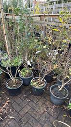 Magnolia susan dikke plant paars / roze bloemkomt nu in knop, Tuin en Terras, Planten | Tuinplanten, Vaste plant, Halfschaduw