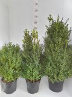 Buxus struiken, Tuin en Terras, Ophalen, Overige soorten