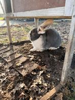 Grote witoor vlaamse reus ram, Dieren en Toebehoren, Konijnen, Mannelijk, Groot