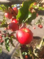 Zeer mooie oude fruitbomen in wijnvat, Ophalen of Verzenden