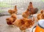 Zijdehoen krielkippen., Dieren en Toebehoren, Pluimvee, Vrouwelijk, Kip