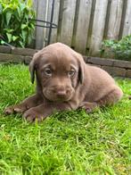 Prachtige, lieve labrador pups!, Particulier, Rabiës (hondsdolheid), Meerdere, 8 tot 15 weken