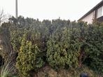 Gratis 10 grote thuja’s (+2 m) – zelf uitgraven, Tuin en Terras, Ophalen, Bloeit niet, Halfschaduw, Overige soorten