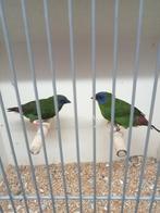 Koppel driekleur amedine, Dieren en Toebehoren, Vogels | Overige Vogels, Meerdere dieren