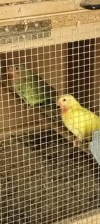 prinses van Wales parkieten, Meerdere dieren, Parkiet, Geringd