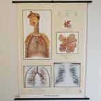 Anatomische schoolplaat Die Atmungsorgane - De longen, Antiek en Kunst, Natuur en Biologie, Ophalen of Verzenden