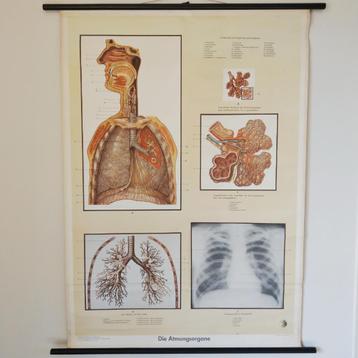Anatomische schoolplaat Die Atmungsorgane - De longen